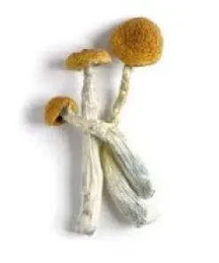 Cheap Herbal Mushroom