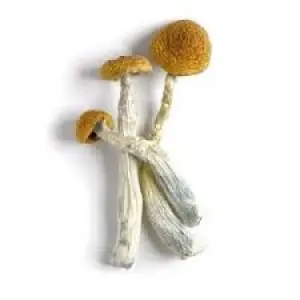Cheap Herbal Mushroom 🍄 For Sale
