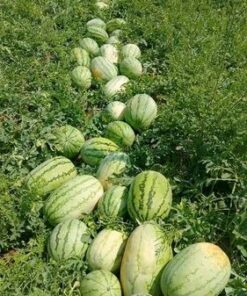 Water Melon Available In The Market