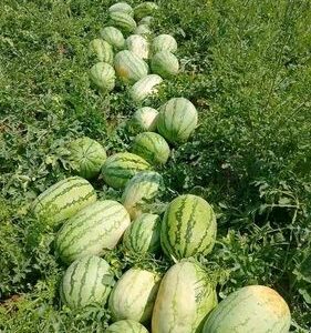 Water Melon Available In The Market
